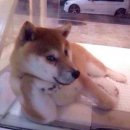 어서오시개 이미지