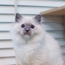 블루문 캐터리 이미지