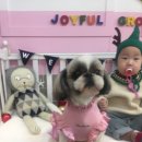 조이풀 그루밍 이미지