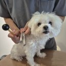 광명시티동물병원 | 광명 동물병원) 강아지 "아리" 건강검진 후기 (KCS(건성각결막염), 슬개골탈구, 치주염)