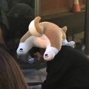 돌고래단