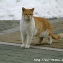 딩동댕동 이미지