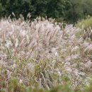 황매산 억새축제 이미지