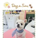 도그드살롱 | 하남 미사 반려견 미용 도그드살롱 강아지 포메라니안 바리깡 곰돌이컷 미용 후기