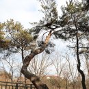 매봉산 이미지