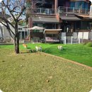 공항 가까운 전원주택 펫시터 | 코기 3형제도 안심! 공항가까운 전원주택펫시터 이용 후기