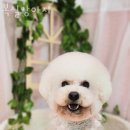 복실애견 | 구운동 애견샵 복실강아지 위치.가격.시간.후기