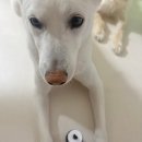 휴먼메디(주) | 강아지 뒷다리 떨림 노령견 근육 관절 영양제 추천 메디퍼피 액티브 후기