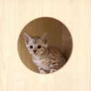 청담고양이 이미지