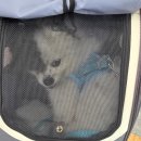 불광동물병원 | 심장사상충 투병기ㅣ여덜비 심장사상충 1차 주사 후기ㅣ불광 다루동물병원 다녀오다.