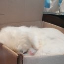 효자 동물병원 이미지