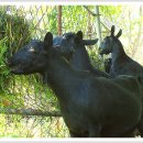 정화목장 이미지