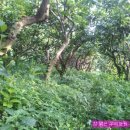 단감농장 이미지