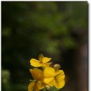 애기똥풀 이미지