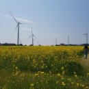 제주땅사랑공인중개사사무소 | ［제주도2박3일 여행후기］제주 유채꽃 축제 다녀오다~~노란 유채꽃에 묻혀 보다 ㅋㅋㅋ