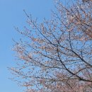 인천대공원(식물원 뒤) | [인천 벚꽃 명소] 2026 인천대공원 실시간 개화 상황 &amp; 벚꽃 축제 주말 데이트 코스 추천 🌸🌞