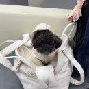 김천축산농협 동물병원 | 반려견 미국 출국 절차, 검역, 농림축산검역본부 예약시스템(링크 有), 타임라인, 직접 진행한 후기🐶🇺🇸