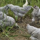 라벤다아메 이미지