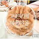 야옹야옹 캣카페 이미지