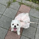 올바른 동물병원 | [봄봄 동물병원 군산 ] 제발 병원 똑바로 알아보고 가세요 | 강아지 피부병 치료 후기