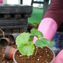 신전원일기 이미지