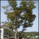 수의동강촌 | 청주 강상촌의 임진왜란시 동래부사로 장렬히 순절하신 여산송씨 충열공 송상현 만고충신의 충열사(후손...