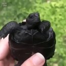 전 세계적 희귀종인 갈라파고스 검은땅 거북이.gif 이미지