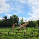 기린07-2 이미지