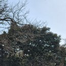 제주각시 이미지