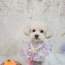 포리애견 이미지