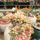 꽃그리고 | 왜관꽃집 다육그리고꽃 구경하는 재미까지 있었던 후기