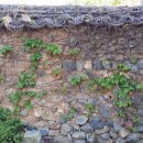 하늘담쟁이 이미지