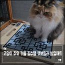 고양이 추위 겨울 필수 고양이용품 펫보일러 전기장판 발열매트