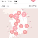 [공지] 서울 벚꽃 개화시기 2026｜성내천 벚꽃 실시간 후기 (지금 가야 하는 이유)