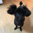 도토리펫샵 이미지