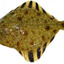 대풍수산 이미지