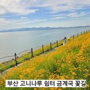 작은바다쉼터 | 부산 사하구 바다를 품은 금계국 명소 다대포 황금 꽃길 고니나루 쉼터 개화상황 주차정보