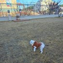 기장애견 | 동부산 롯데아울렛 반려견 놀이터 후기, 기장 애견동반 여행 코스 추천 반려견 놀이터
