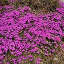 패랭이공원 이미지