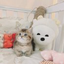 분당고양이분양 나비캣 | 안양고양이분양 신중하게 선택한 우리 집 새 식구 후기