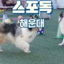 스포독