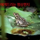 우물밖개구리 이미지