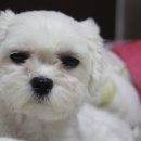 김태화동물병원 이미지