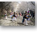부안 벚꽃축제 이미지