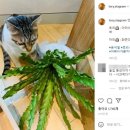 화촌 이미지