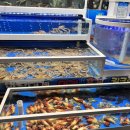 대포어촌횟집 | [속초] 대포항 대게 맛집 대포어촌회센타 속초 횟집 후기