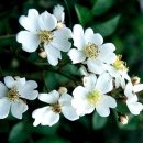 행복하면 이미지