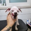 마이핫독 이미지