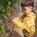 🌸예쁜 산새반🐦 친구들의 딸기체험🍓 이미지