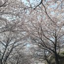 신리마을회관 | 2026 벚꽃 개화시기 맞춰 가기 좋은 명소 3곳 (주차·동선팁·사진스팟)